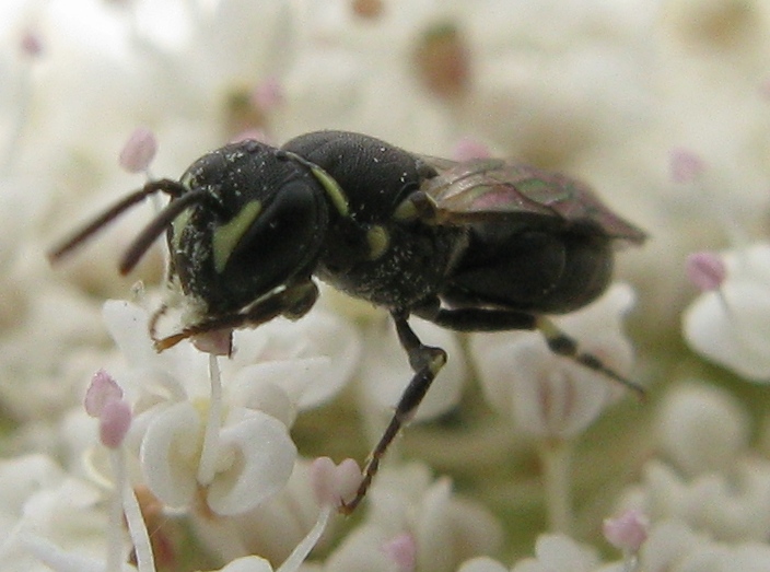 Halictus (Seladonia), Lasioglossum e Hylaeus